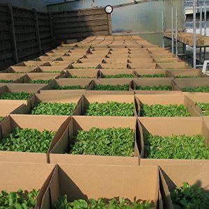 5000 Feldsalat-Pflanzen stehen bereit